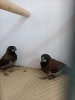 Japanse meeuwen mannen, Dieren en Toebehoren, Mannelijk, Tropenvogel, Geringd
