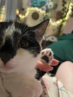 Bubbles zoekt dr gouden mandje❤️, Dieren en Toebehoren, Katten en Kittens | Raskatten | Korthaar, Poes, Ontwormd, 0 tot 2 jaar