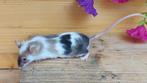mooie tricolor kleurmuis man, fokgeschikt, Dieren en Toebehoren, Meerdere dieren, Muis, Tam