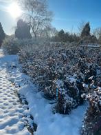 Opheffing verkoop Beukenhaag, Volle zon, Vaste plant, Bloeit niet, Ophalen