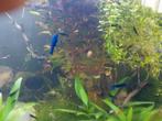 garnalen, Dieren en Toebehoren, Vissen | Aquariumvissen, Kreeft, Krab of Garnaal, Zoetwatervis, Schoolvis