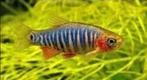 Emerald Rasbora – Microrasbora Erythromicron, Dieren en Toebehoren, Vissen | Aquariumvissen, Vis, Zoetwatervis