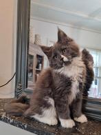 Schitterend Maine coon poesje beschikbaar, Dieren en Toebehoren, Katten en Kittens | Raskatten | Langhaar, 0 tot 2 jaar, Gechipt