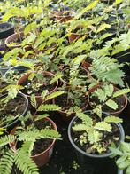 Thaise Tamarinde platen 5,00 per plant., Ophalen of Verzenden, Eenjarig, Groenteplanten, Volle zon