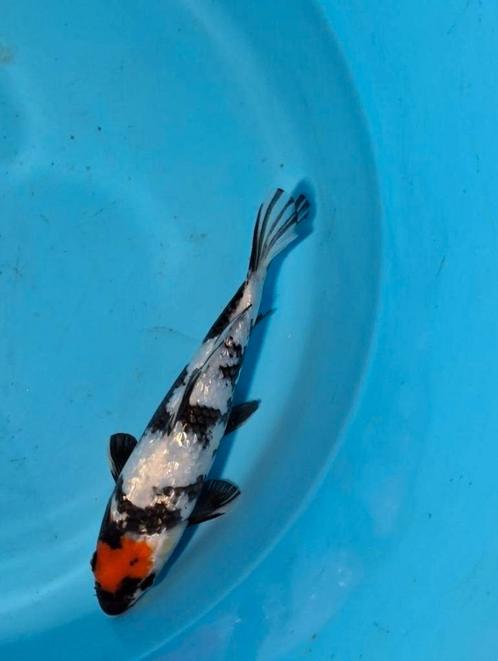 koi Ginrin tancho showa okawa, Dieren en Toebehoren, Vissen | Vijvervissen, Karper of Koi