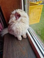 Raszuivere Scottish , langharig, 1 kater ⚡️⚡️, Dieren en Toebehoren, Katten en Kittens | Raskatten | Langhaar