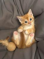 Laatste 2 kittens munchkin x brits korhaar x europese, Dieren en Toebehoren, Kater