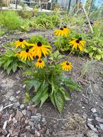 Biologische Rudbeckia vaste plant C3-formaat (19 cm), Volle zon, Vaste plant, Zomer, Ophalen