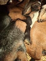 Nubische Bok fleslam, Mannelijk, Geit