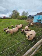 Hampshire down ooien met lam, Dieren en Toebehoren, Schaap, Vrouwelijk