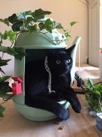 Kitten gezocht! Geboren nov/dec, op te halen rond januari, Dieren en Toebehoren, Katten en Kittens | Overige Katten, Geslacht onbekend