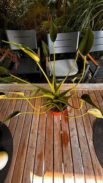 Alocasia Tiny Dancers beschikbaar voor biedingen