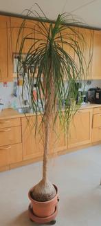 Zeer grote Beaucarnea of Olifantenpoot, Ophalen, Halfschaduw, 200 cm of meer
