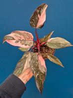 Philodendron Pink Princess Marble p12 (1), Huis en Inrichting, Kamerplanten, Ophalen of Verzenden, Halfschaduw, Minder dan 100 cm
