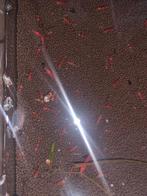 Vele vuurgarnaaltjes! Uitzoeken maar - garnaal garnalen vuur, Dieren en Toebehoren, Vissen | Aquariumvissen, Kreeft, Krab of Garnaal