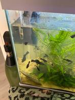 5 vrouwtjes guppy’s, Dieren en Toebehoren, Vissen | Aquariumvissen, Vis