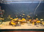 Jonge melawi vissen, Dieren en Toebehoren, Ophalen, Zo goed als nieuw, Gevuld zoetwateraquarium