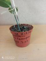 Hoya australis tenuipes pm 8 nummer H1239, Ophalen of Verzenden, Halfschaduw, Minder dan 100 cm