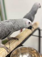 Jonge Grijzeroodstaart congo, Meerdere dieren, Papegaai, Pratend