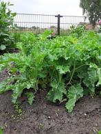 Groenteplanten  Prei en boerenkool planten, Tuin en Terras, Planten | Tuinplanten, Ophalen, Volle zon, Groenteplanten, Eenjarig