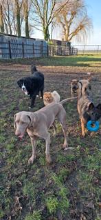 Hondenopvang dagopvang vakantie Weekend