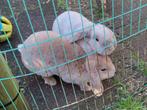 Gratis af te halen 2 konijnen, Dieren en Toebehoren, Meerdere dieren, Middelgroot, 3 tot 5 jaar, Hangoor
