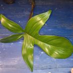 Philodendron Florida Green, Ophalen of Verzenden, Halfschaduw, Minder dan 100 cm