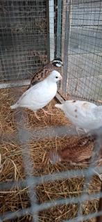 Bobwhite/boomkwartel  advies gevraagd, Dieren en Toebehoren, Vogels | Overige Vogels, Mannelijk