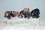 Kortharige Black and tan/bruine Jack Russell pups te koop!, Dieren en Toebehoren, Jack Russell Terriër, 8 tot 15 weken, CDV (hondenziekte)