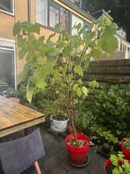 Kamerlinde, Huis en Inrichting, Kamerplanten, Ophalen, Overige soorten, Minder dan 100 cm