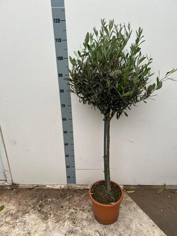 Olijfboom Potmaat 21 cm hoogte 120cm beschikbaar voor biedingen