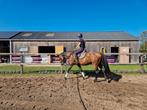 Evaren ruiter aangeboden / zadelmak op locatie