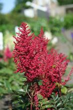 Astilbe japonica 'Red Sentinel' pluimspirea in p9, Vaste plant, Halfschaduw, Zomer, Ophalen