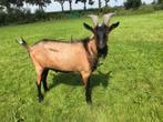 GEZOCHT: Franse Alpine dekbok, Dieren en Toebehoren, Mannelijk, Geit