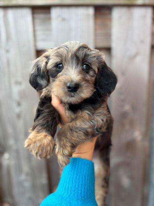 Prachtige maltipoo pups te koop, mogen verhuizen!!, Dieren en Toebehoren, Honden | Chihuahua's en Gezelschapshonden, Meerdere dieren
