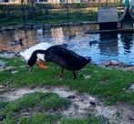 3 mannelijke Indische loopeenden, Dieren en Toebehoren, Pluimvee, Mannelijk, Eend