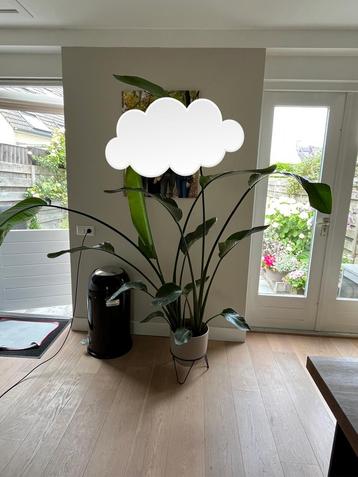 Grote Strelitzia nicolai beschikbaar voor biedingen