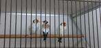 XXL Distelvink diverse, Meerdere dieren, Geringd