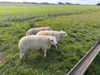 Ramlammeren, Dieren en Toebehoren, Schapen, Geiten en Varkens, Mannelijk, Schaap, 0 tot 2 jaar
