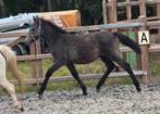 Connemara hengst veulen en 2,5 jarige mini tinker, Dieren en Toebehoren, Pony's, E pony (1.48m - 1.57m), Niet van toepassing, 0 tot 2 jaar