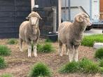 Merino Stamboek lammeren 2025, Dieren en Toebehoren, Schapen, Geiten en Varkens, Meerdere dieren, Schaap, 0 tot 2 jaar