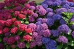 GEZOCHT (boeren) Hortensia's, Tuin en Terras, Planten | Struiken en Hagen, Ophalen, Hortensia, Struik, Minder dan 100 cm