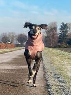 Zgan winterjas voor grotere hond 2XL, Ophalen of Verzenden, Zo goed als nieuw, Hondenjas