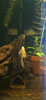 Borstelneus ancistrus - L144 longfin, Dieren en Toebehoren, Vis, Zoetwatervis