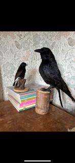Opgezette kraai, Verzamelen, Dierenverzamelingen, Ophalen of Verzenden, Zo goed als nieuw, Vogel, Opgezet dier