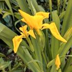 Zaden Gele Lis - Iris pseudacorus, vaste plant, Verzenden, Voorjaar, Halfschaduw, Zaad