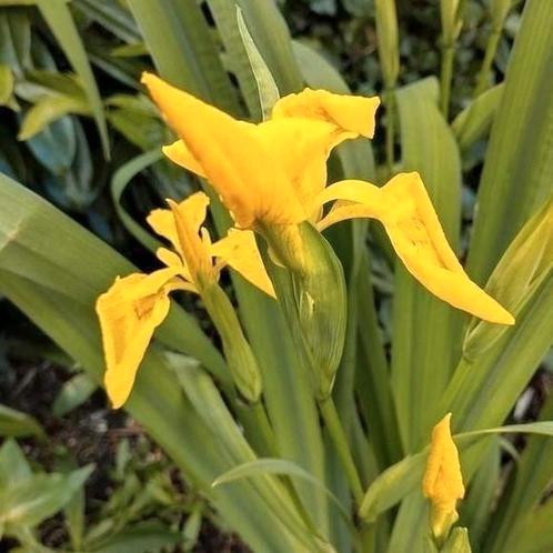 Zaden Gele Lis - Iris pseudacorus, vaste plant, Tuin en Terras, Bloembollen en Zaden, Zaad, Voorjaar, Halfschaduw, Verzenden