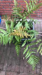 Varen in xl sierpot, Tuin en Terras, Planten | Tuinplanten, Ophalen, Vaste plant, Varens, Bloeit niet