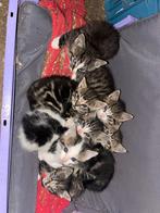 Lieve boerderij kittens, Dieren en Toebehoren, Meerdere dieren, 0 tot 2 jaar