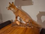 Opgezette Vos - Prachtig Exemplaar, Verzamelen, Dierenverzamelingen, Ophalen of Verzenden, Zo goed als nieuw, Wild dier, Opgezet dier